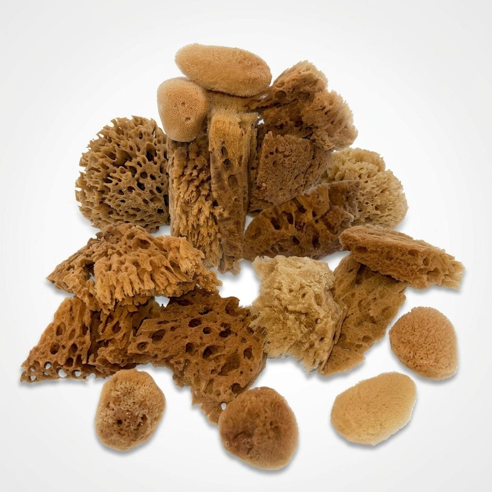 Natural Sea Sponges For Artists