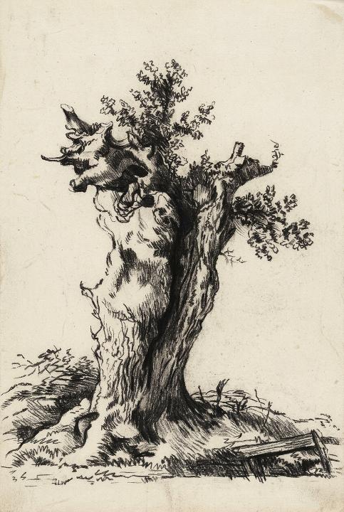 A hollow old tree trunk
