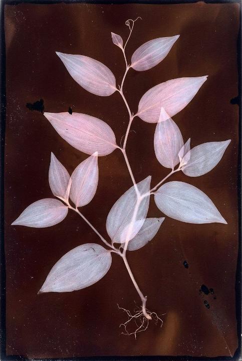 Striped leaves on rust-brown paper