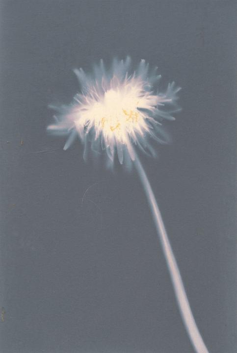 A dandelion on lilac-grey paper