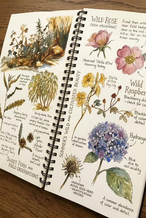 Wild rose, sweet fern, hydrangea