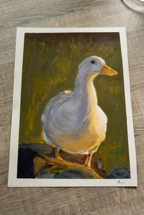 Duck study in golden light