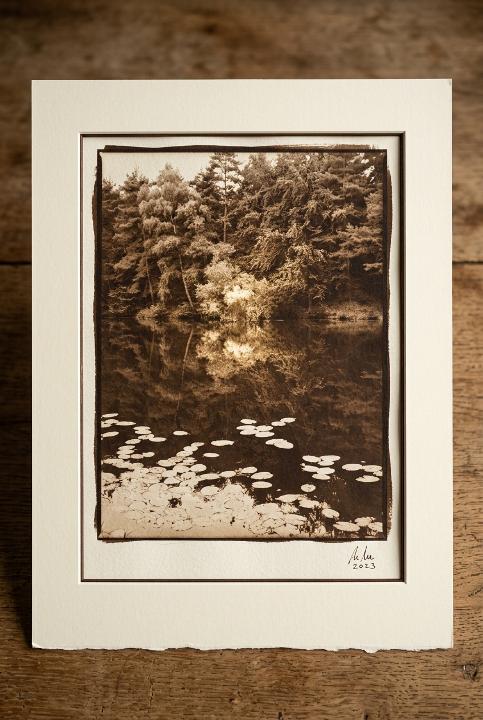 Lily pond in deep sepia