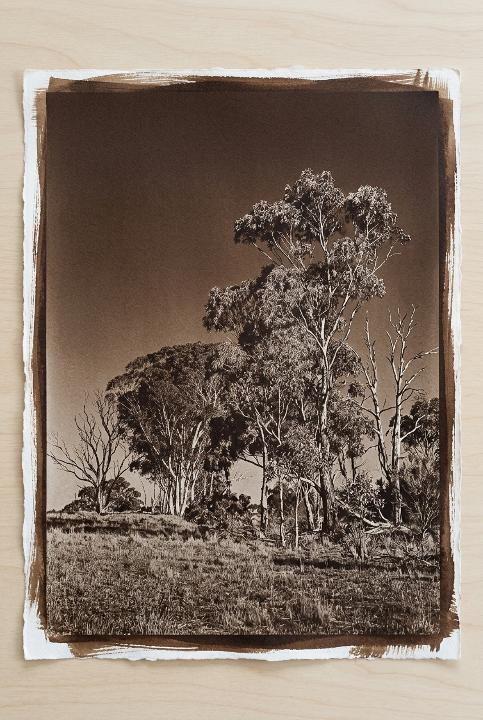 Gum trees against a storm sky