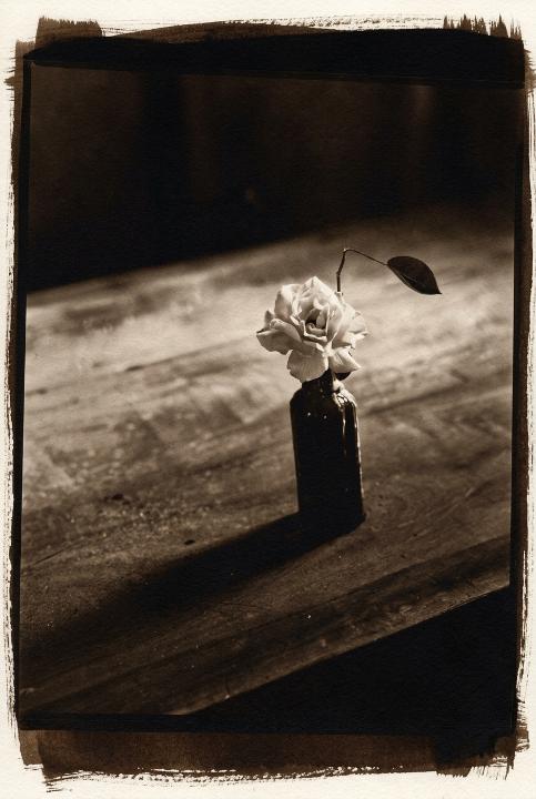 A rose printed by sunlight