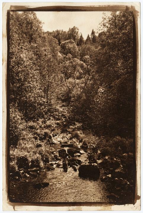 Forest stream in warm brown