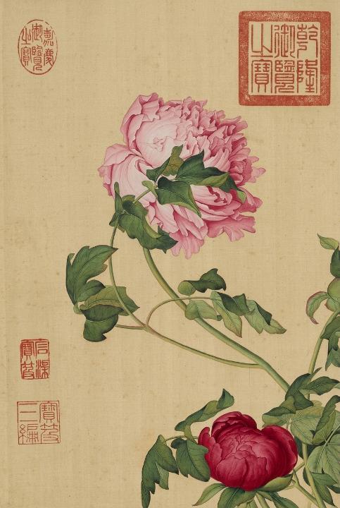 Peonies in layered pink