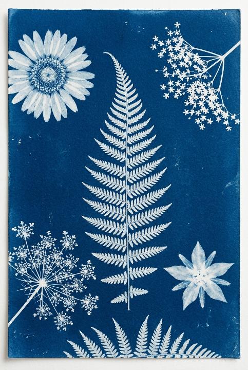 Fern photogram in Prussian blue